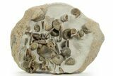 Jurassic Ammonite, Belemnite & Gastropod Cluster - England #316383-1